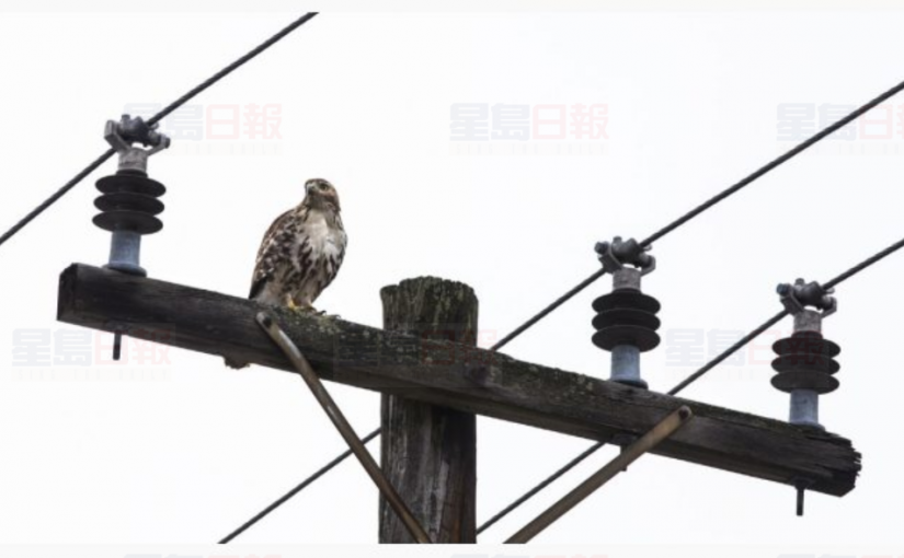 安省政府選定第一電力公開招股的擔保人