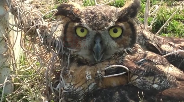 多倫多中學驚現貓頭鷹 卡在足球場龍門待救