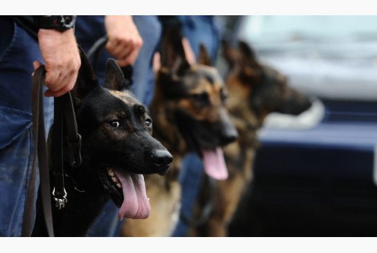 狗繩新規剛出爐 警犬逃脫將鄰家貓咬至半死