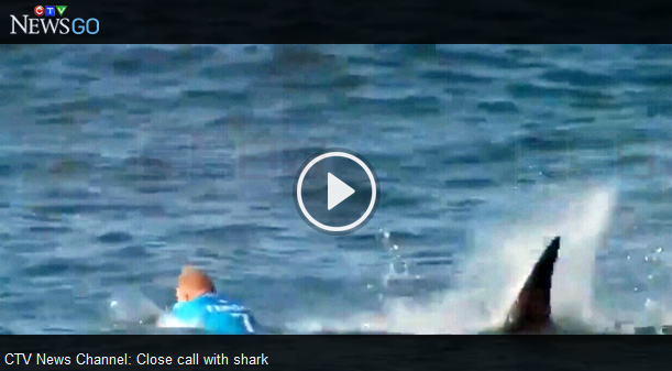 國際衝浪賽鯊魚來「搗亂」 衝浪賽變「人鯊對抗戰」