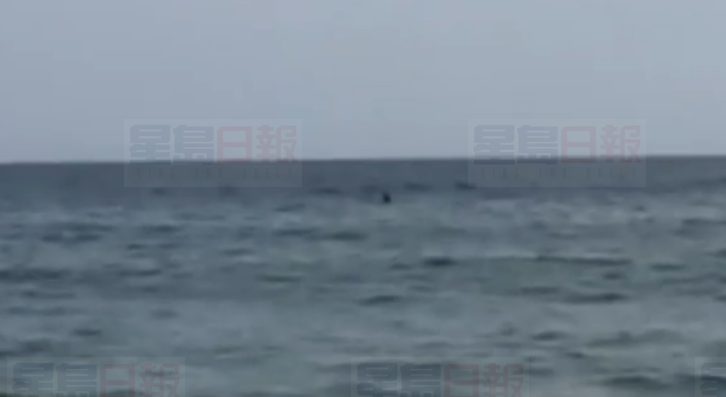 新斯科舍海灘驚現疑似鯊魚 人們嚇得四處逃散
