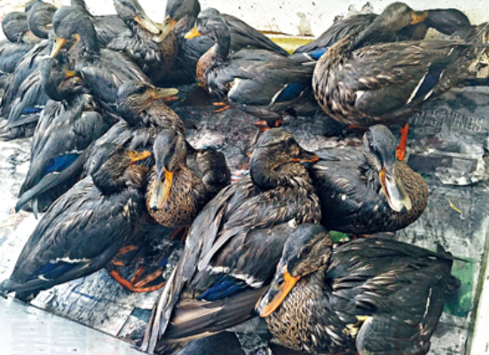 最後一批“油浸”鴨子將被放回美美可溪