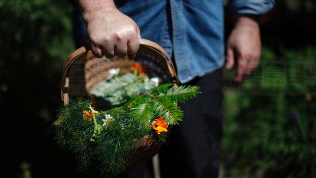 注意了 在多倫多公園里采野菜蘑菇漿果違法