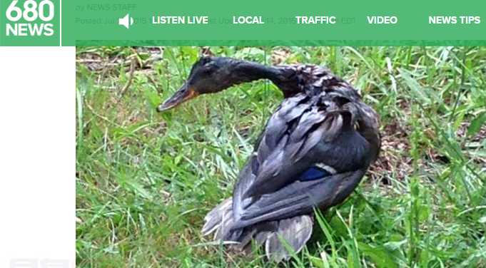 運油車事故油濺高速 附近鴨群秒染「黑髮」