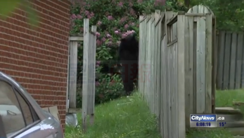 拒絕擊斃倆熊仔 卑詩一環保官員被停職停薪