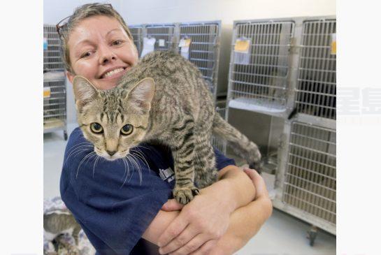 主人住院疏忽照料 60隻貓擠在極小空間獲救