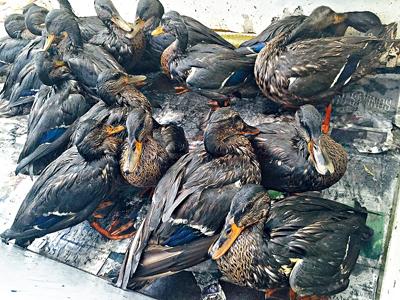 部分「油」鴨放歸自然 仍有過百隻排隊等洗澡