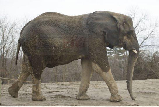 北美最年長非洲象 離開多市動物園後安樂死