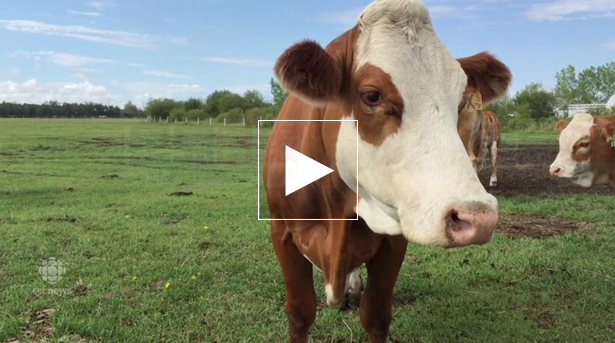 亞省乾旱嚴重 牛肉價格將升