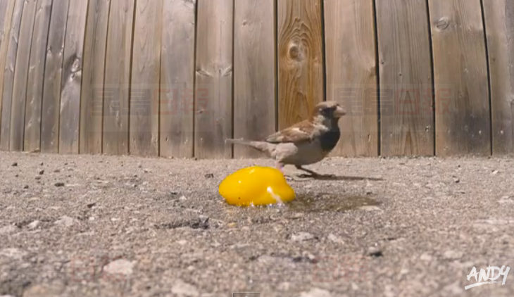 視頻：天太熱 多倫多男子在車道上煎熟了雞蛋!