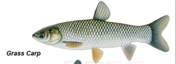 安大略湖又抓到三條亞洲草鯉