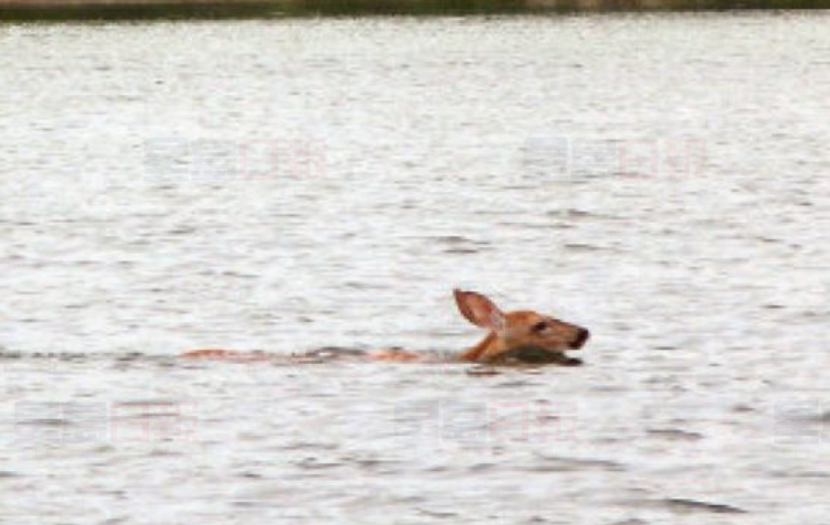 男子擊打小鹿頭部 罰款1元被命令捐款5千元