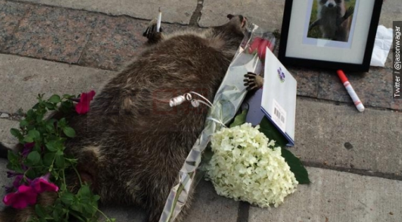 街頭死去的浣熊在CNE黃油雕塑展上“復生”