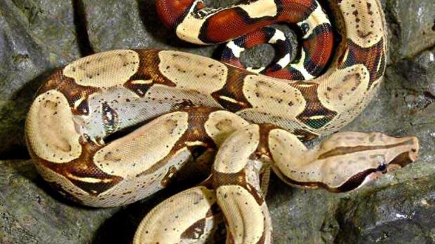 兩米大蟒蛇籠中逃脫 遊蕩住宅區月余後被捉回