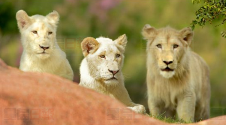 多倫多動物園稀有白獅子喜誕四頭小獅子