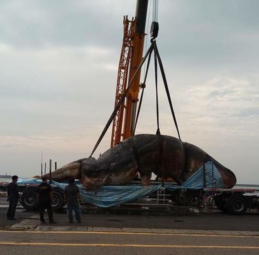 人類的錯 抹香鯨解剖出漁網塑料袋