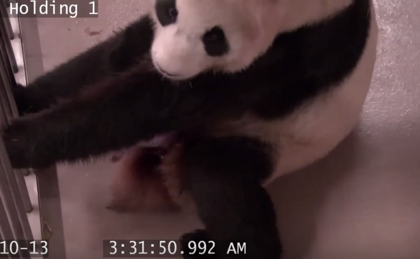 多倫多動物園大熊貓二順生產全程曝光（視頻）
