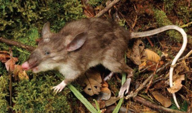 印尼發現新品種豬鼻鼠