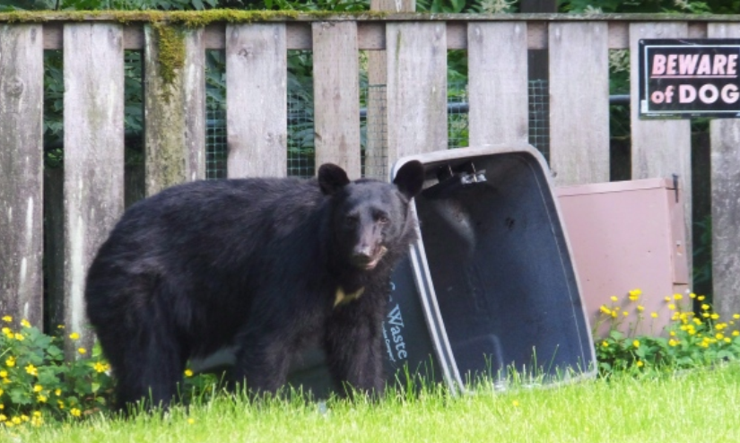Sudbury設討厭熊委員會 一夏出現2000余次