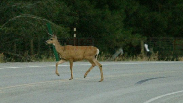 被車撞傷小鹿自行走進醫院急症部