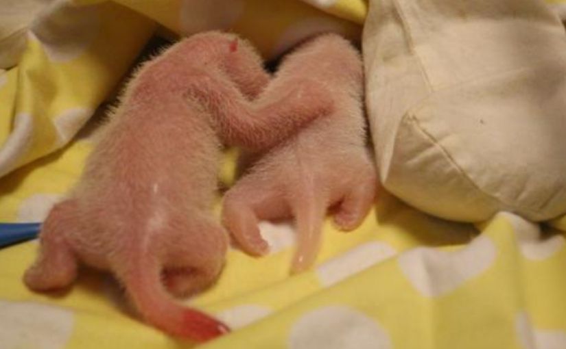 多倫多動物園發佈熊貓寶寶新照片 快來看