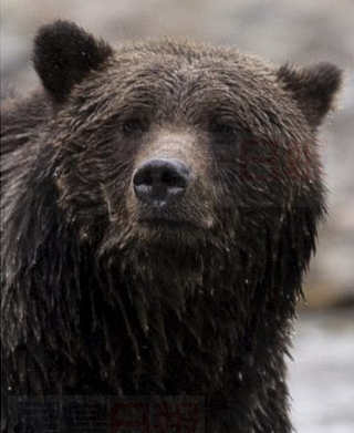 灰熊瘋狂襲擊汽車 恐需被殺