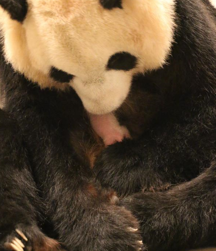 雙胞胎熊貓寶寶又發新照：毛長密了