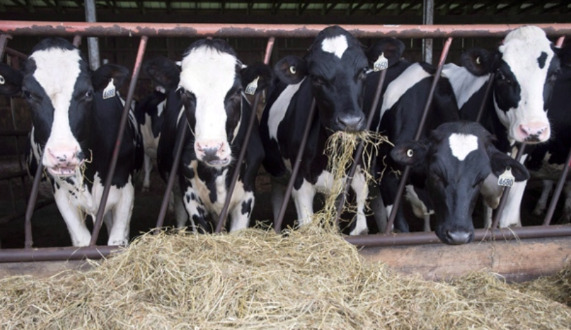 聯邦政府將在十五年內花費43億保護本國農夫