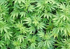 美國專家提醒杜魯多：大麻合法化比想象難