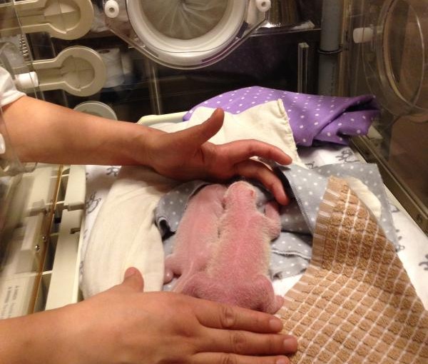 多倫多動物園大熊貓二順誕下雙胞胎寶寶（圖）