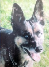 耳聾老狗遭警察碾壓并射殺身亡 狗主人發聲