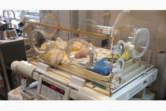 雙胞胎熊貓寶寶輪流住進 “新家”（視頻）