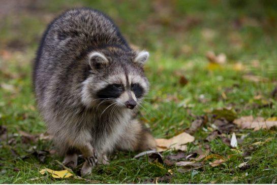 小心昏昏欲睡的浣熊 多倫多有浣熊感染犬瘟