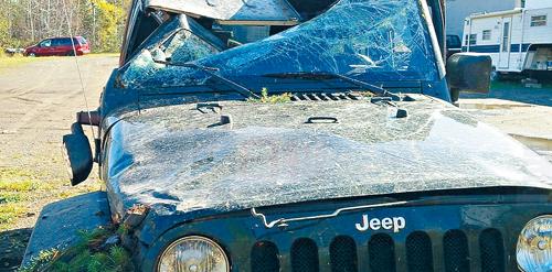 NDP候選人拉票車子撞死巨熊