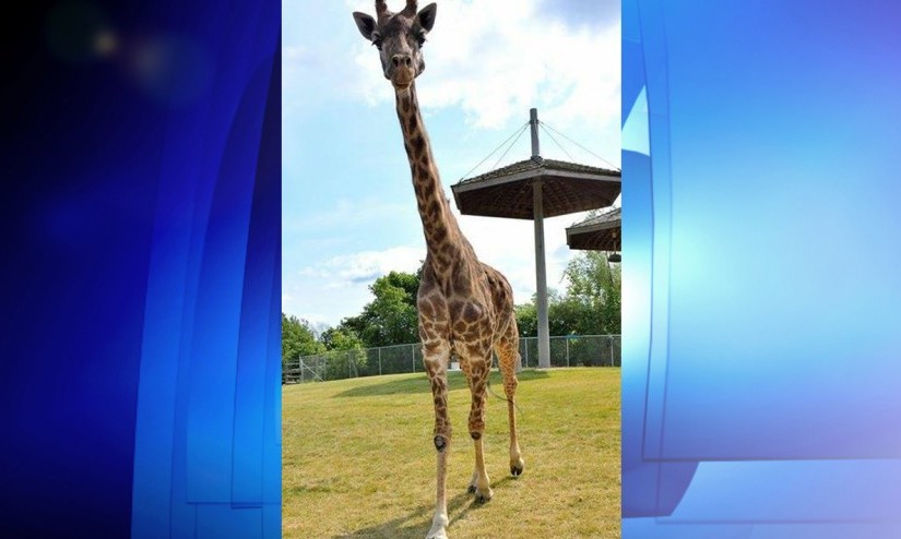 多倫多長頸鹿媽媽去世 享年25歲