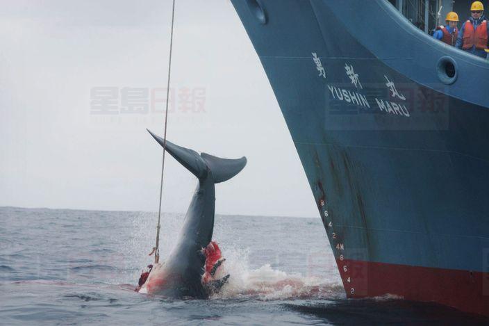 日本無視國際裁決 明年恢復捕鯨