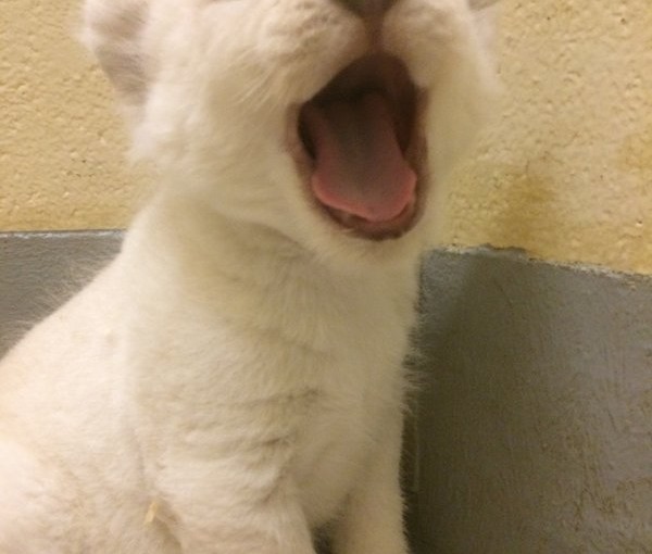多倫多動物園更新獅子寶寶新照 活潑好動