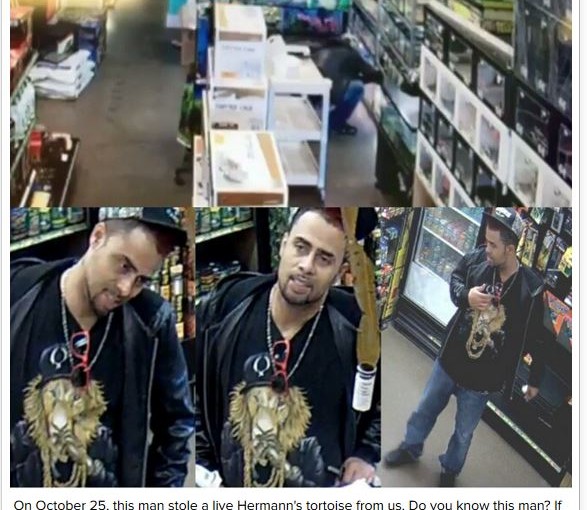 罕見赫曼陸龜幼龜被盜 價格高達500