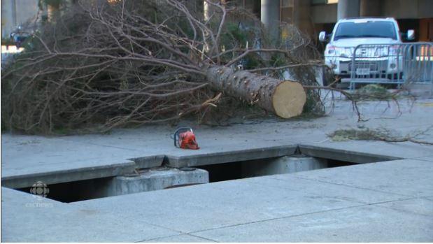 多倫多廣場出現聖誕樹 市民反應不一