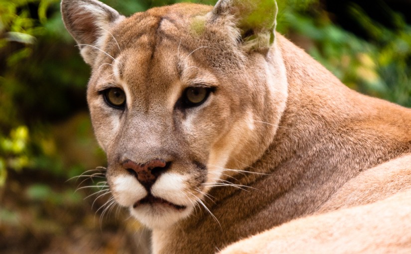 卑詩New Westminster殺死美洲獅 市民反應不一