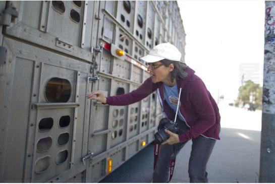 女子炎夏偷偷餵豬喝水 被控行為不檢