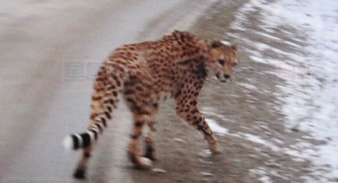 獵豹被發現在卑詩積雪高速上漫步