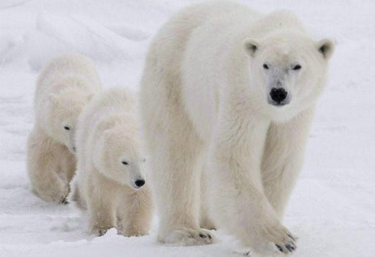 中國成為加拿大北極熊皮主要買家