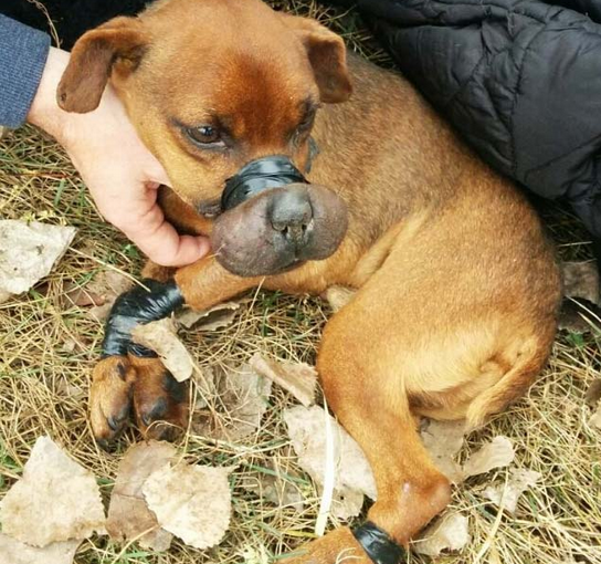 小狗鼻子脖子爪子被緊纏膠帶丟戶外等死