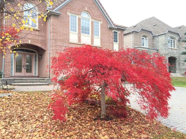 沒幫自家後墻補漆 老者收市政警告信