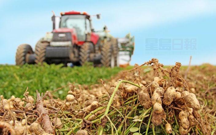 氣候變化大 花生15年後恐絕種