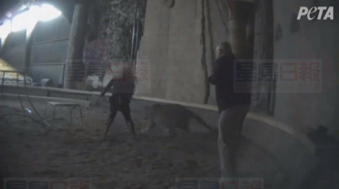 抗議者要在鞭打老虎的動物園外示威