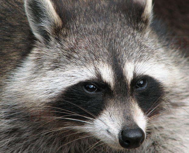 安省第5例浣熊狂犬病確認