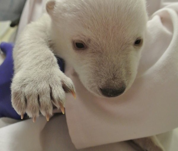 動物園分享白熊BB圖賀聖誕