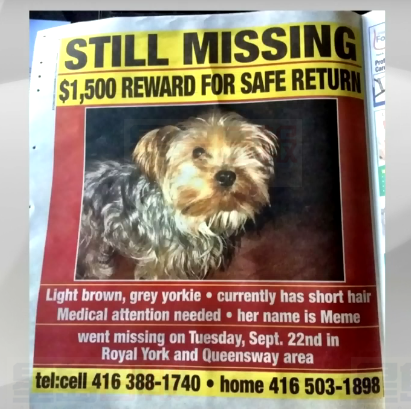 多倫多女子尋找走失愛犬 被騙500元